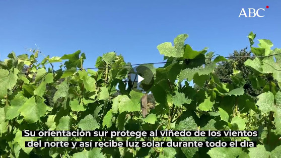 El diario ABC profundiza en el mundo de Bodegas El Paraguas